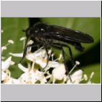 Empis sp - Tanzfliege 04a 11mm.jpg